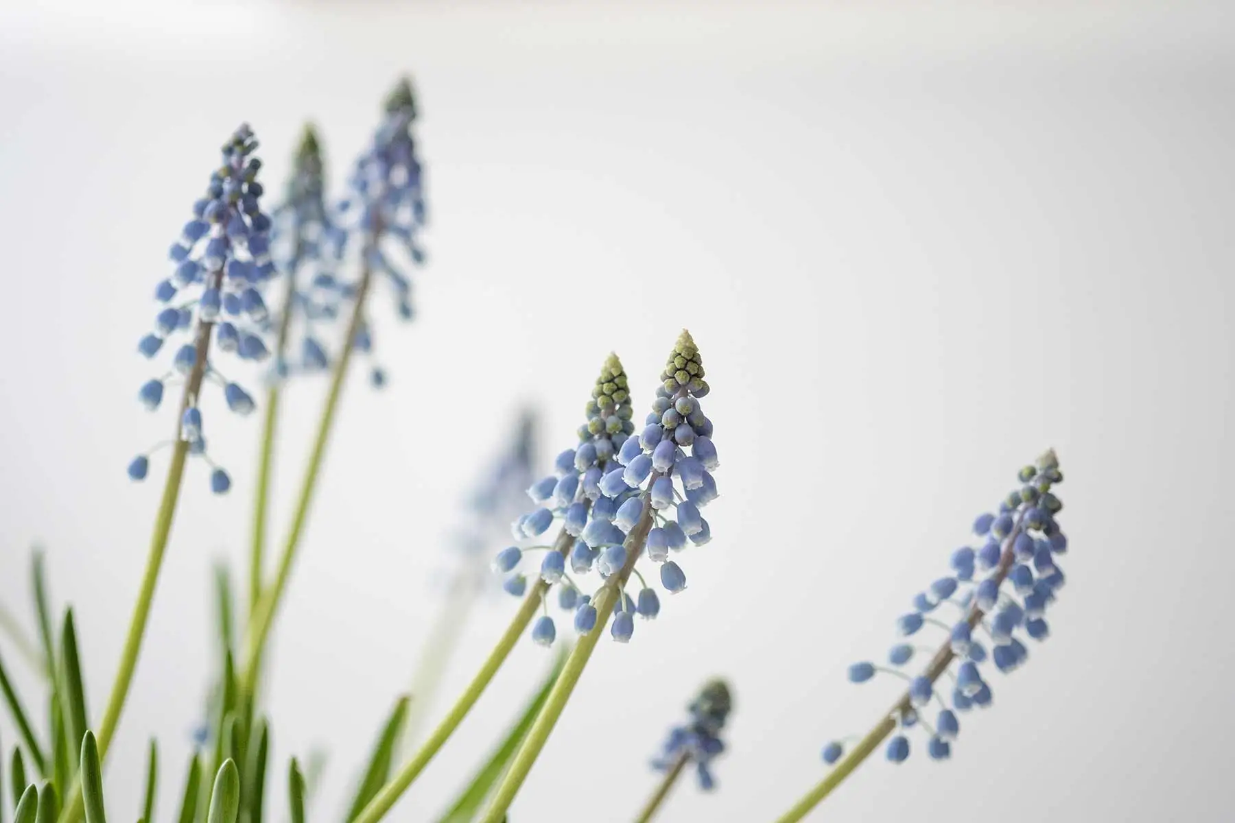 flower-box